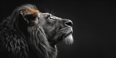 Naklejka premium Powerful Presence, Majestic Lion, King of Beasts, Royal Imagery, Concept Art