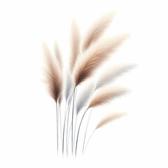 Obraz premium ornamental grass image isolated on white background