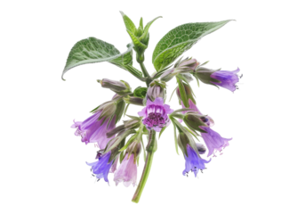 Comfrey plant isolated on transparent background.
