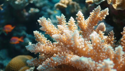 Fototapeta premium A vibrant coral reef with a variety of colorful corals. Colorful coral reef of the underwater world