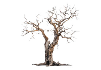 Dead old tree isolated on transparent background.