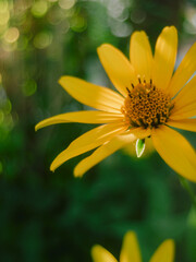 Close-Up of a Vibrant Yellow Summer Flower in Sunlight, with green blurred background