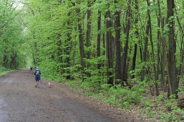 Obraz premium A woman with a dog walking along a path in the forest in the woods with fresh green leaves