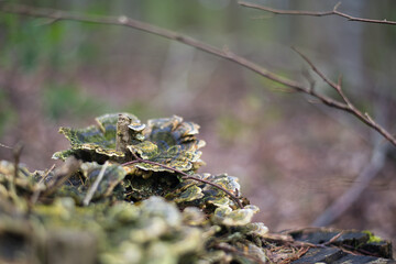 Baumstamm mit Pilzwuchs