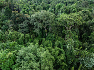 Fototapeta premium View from above, stunning aerial view of a rainforest. Khao Sok National Park, Thailand.