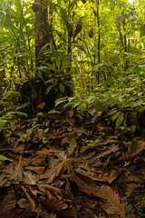 rainforest in the Tenorio National Park in Costa Rica