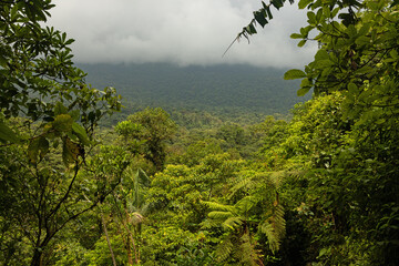 Obraz premium rainforest in the Tenorio National Park in Costa Rica