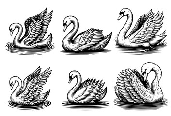 detailed swan illustrations in black and white line art vector collection