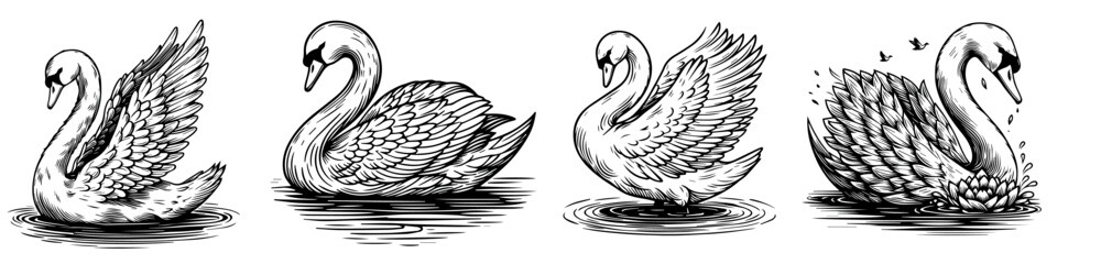 collection of swan drawings in black and white line art