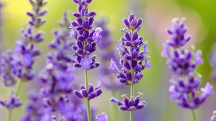 A close-up of lavender flowers in bloom with a soft-focus background