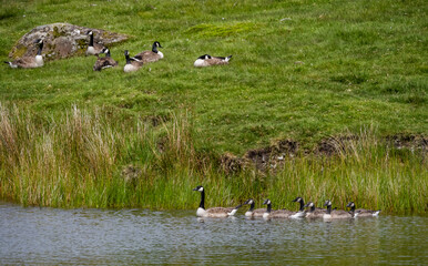 Geese and their goslings on a small pond