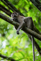 Stunning portrait of a long tailed macaque lying on a branch in the Khao Sok National Park, Thailand.