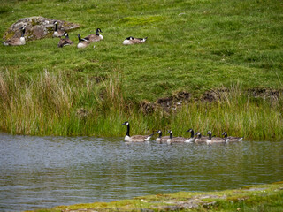 Geese and their goslings on a small pond