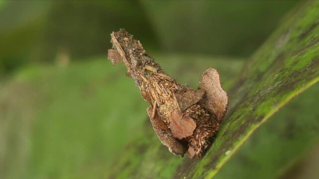 Bagworm moth, bagmoths, Apterona helicoidella, Psychidae, Macrolepidoptera walks with its house
