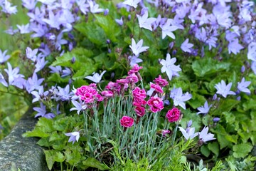 Pink-red flower of Dianthus caryophyllus, commonly known as border carnation or clove pink in front. Bluebell flowers, lat. Campanula poscharskyana as natural background.