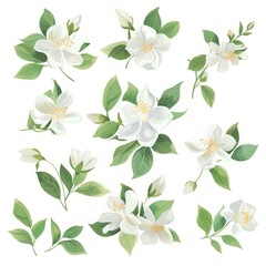Fototapeta premium A watercolor of flowers and branches, isolated on white, of Jasmine.