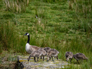 Geese and their goslings on a small pond