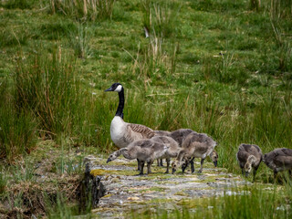 Geese and their goslings on a small pond