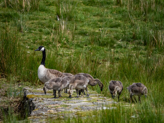 Geese and their goslings on a small pond