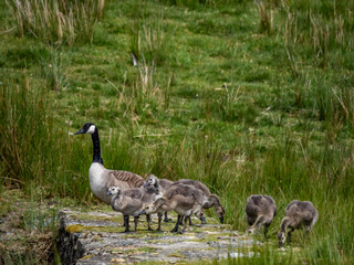 Geese and their goslings on a small pond
