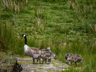 Geese and their goslings on a small pond