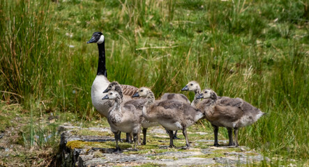 Geese and their goslings on a small pond