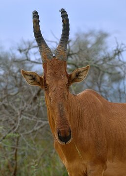 Hartebeest (Alcelaphus Buselaphus) head portrait, Uganda. 