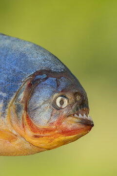 Red-bellied piranha (Pygocentrus nattereri) head portrait, Pantanal, Mato Grosso, Brazil. 