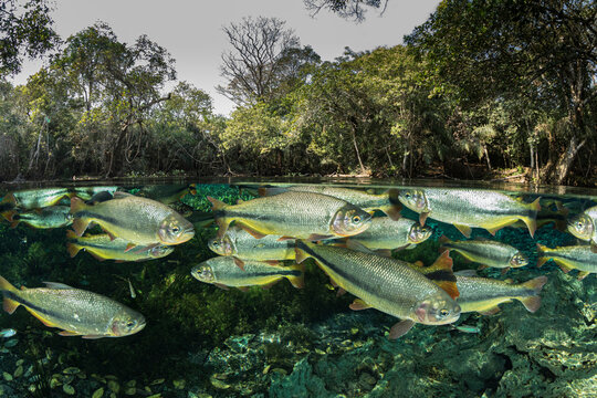 Split level view of Piraputanga (Brycon hilarii) shoal swimming close to water surface, surrounded by forest, Aquario Natural, Bonito, Mato Grosso do Sul, Brazil. 