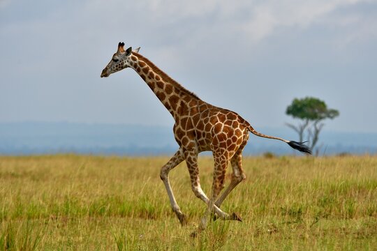 Giraffe (Giraffa camelopardalis) running across grassland, Uganda. 