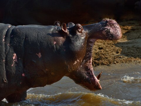 Hippopotamus (Hippopotamus amphibius) standing at water's edge with mouth open, Uganda. 