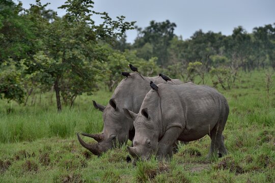 Two Northern white rhinos (Ceratotherium simum cottoni) grazing on grassland, Ziwa Rino sanctuary, Uganda. Critically endangered. 