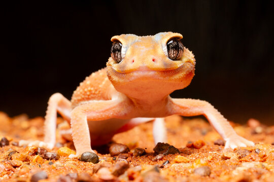 Smooth knob-tailed gecko (Nephrurus levis) in desert at night, portrait, Simpson Desert, central Australia. 