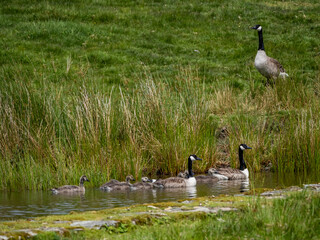 Geese and their goslings on a small pond