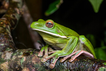 White-lipped green tree frog (Litoria infrafrenata) portrait, Etty Bay, Wet Tropics World Heritage area, Queensland, Australia.  
