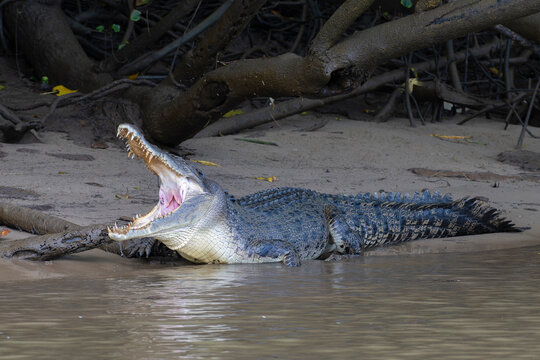 Saltwater crocodile (Crocodylus porosus) resting on mud bank at river's edge, Daintree River, Queensland, Australia. 
