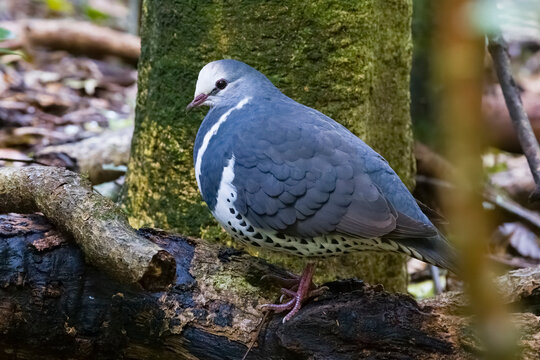 Wonga pigeon (Leucosarcia picata) perched on branch, eastern Australian temperate rainforest, Border Ranges, Queensland, Australia. 