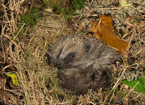 Hedgehog (Erinaceus europaeus) curled up in nest in garden, Norfolk, England, UK. September. 