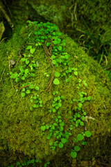 森の中の苔の生えた岩に絡まるツタの葉