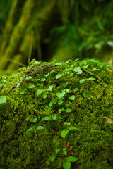 森の中の苔の生えた岩に絡まるツタの葉