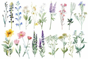 Spices and herbs drawn in watercolor.