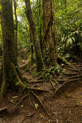 rainforest in the Tenorio National Park in Costa Rica