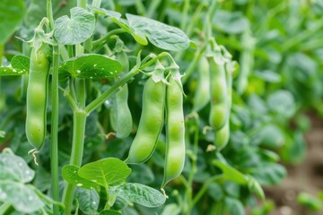 Pea Plant: Fresh Green Bean Bushes Closeup in Crop Field