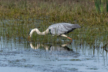 Héron cendré, Ardea cinerea, Grey Heron