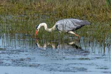 Héron cendré, Ardea cinerea, Grey Heron