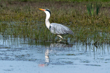 Héron cendré, Ardea cinerea, Grey Heron