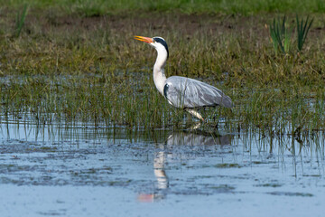 Héron cendré, Ardea cinerea, Grey Heron