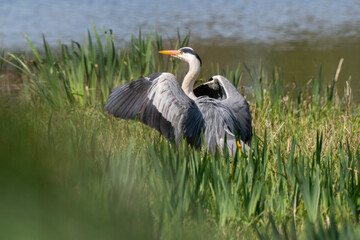 Héron cendré, Ardea cinerea, Grey Heron