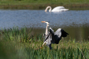 Héron cendré, Ardea cinerea, Grey Heron