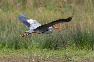 Héron cendré, Ardea cinerea, Grey Heron